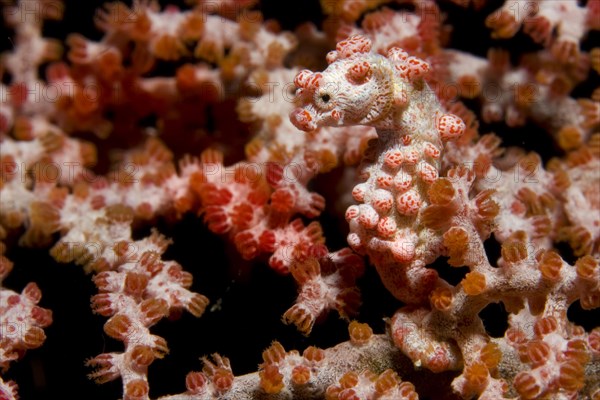 Bargibant's seahorse (Hippocampus bargibanti)