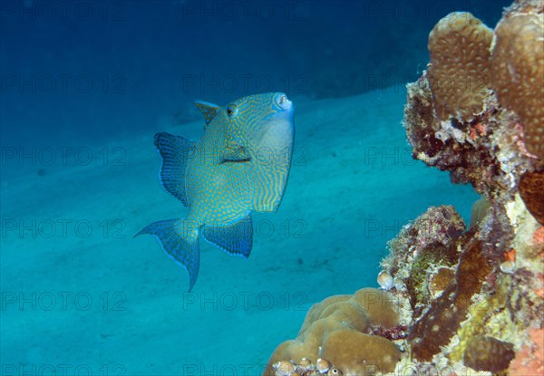 Rippled Triggerfish