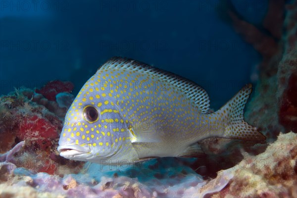 Goldspotted Sweetlips or Lemonfish (Plectorhinchus flavomaculatus)