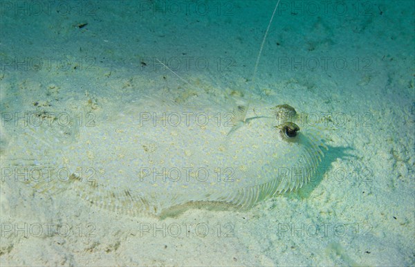 Leopard Flounder (Bothus pantherinus) on the seabed