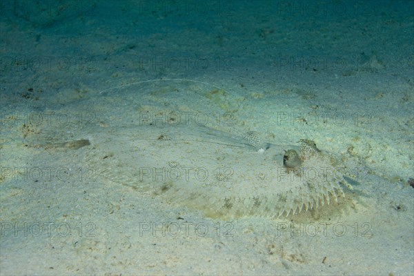 Leopard Flounder (Bothus pantherinus) on the seabed