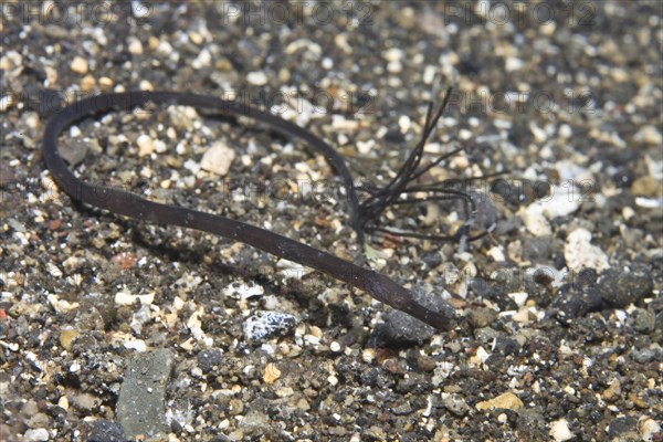 Double-ended pipefish (Trachyrhamphus bicoarctatus)