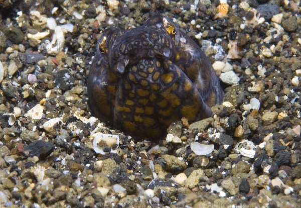 Napoleon snake eel (Ophichthus bonaparti)