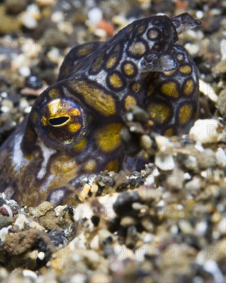 Napoleon snake eel (Ophichthus bonaparti)