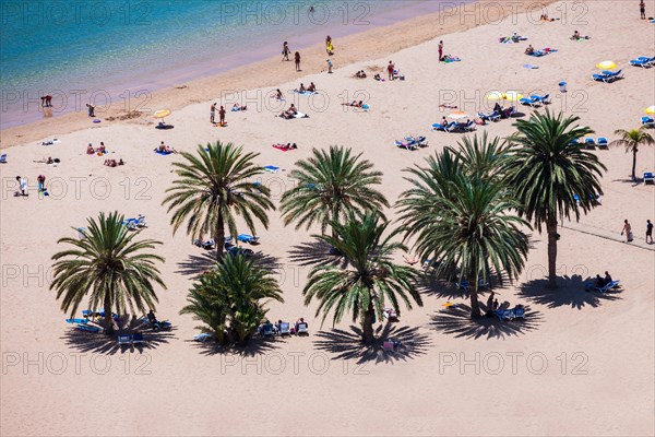 The sandy beach of Playa de las Teresitas with palm trees