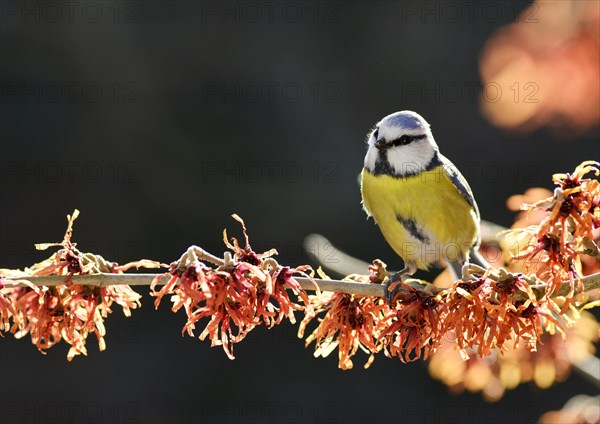 Blue Tit (Cyanistes caeruleus) perched on flowering witch hazel (Hamamelis x intermedia Jelena)