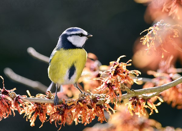 Blue Tit (Cyanistes caeruleus) perched on flowering witch hazel (Hamamelis x intermedia Jelena)