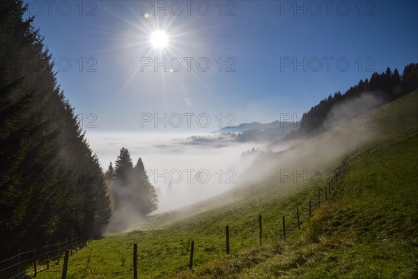 Wafts of fog with sunrays