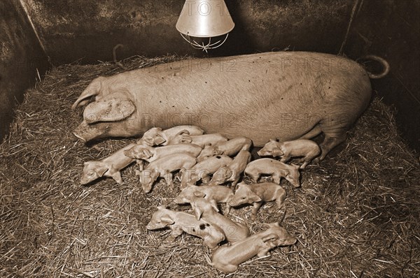 Sow with 15 piglets on straw in a farrowing pen under a heat lamp