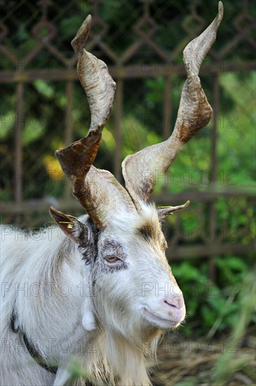 Girgentana goat