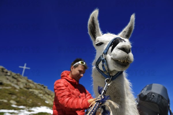 Llama tour at the summit of Boeses Weibele Mountain in the Defregger Group