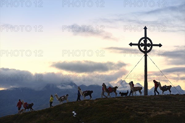 Lama tour to the summit of Ederplan Mountain in the Defregger Group