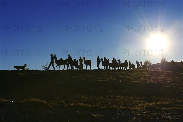 Llama tour on Hochstein Mountain in the Defregger Group