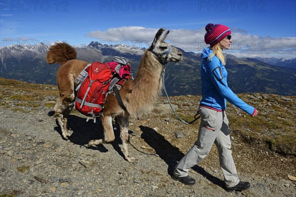 Llama tour at the summit of Boeses Weibele Mountain in the Defregger Group