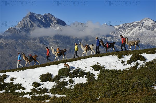 Llama tour to the summit of Boeses Weibele Mountain in the Defregger Group