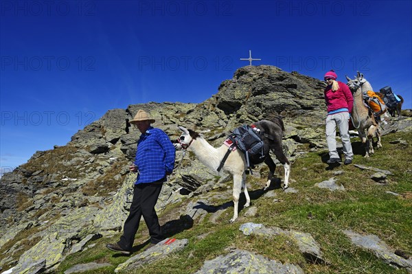 Llama tour to the summit of Boeses Weibele Mountain in the Defregger Group