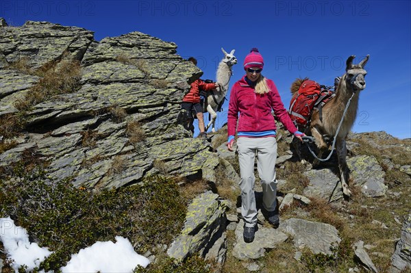 Llama tour at the summit of Boeses Weibele Mountain in the Defregger Group