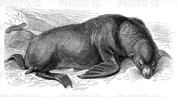 Sea Lion (Otaria stelleri)