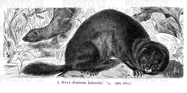 Mink (Putorius lutreola)