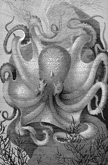 Common Octopus (Octopus vulgaris)