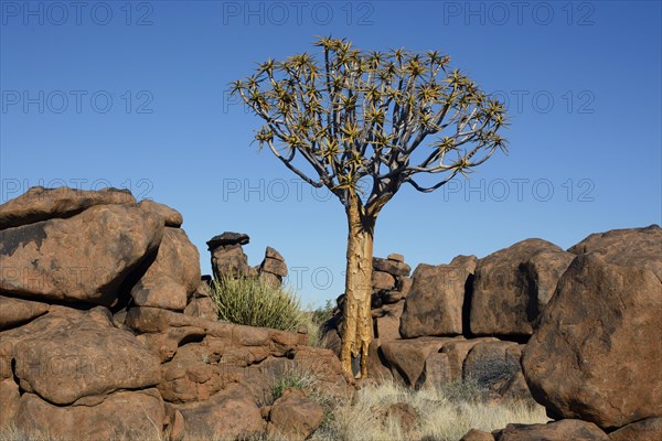 Quiver Tree or Kokerboom (Aloe dichotoma) and rock formations at the "Giants' Playground"