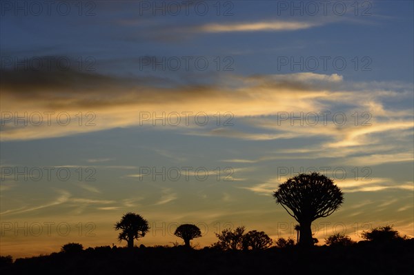 Quiver Trees or Kokerbooms (Aloe dichotoma)