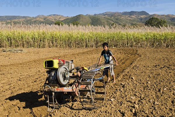 Boy using a walking tractor or a single-axle tractor for field work on a sugar cane field