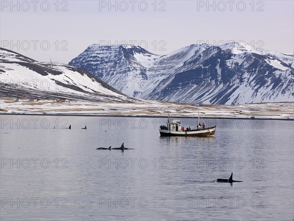 Research boat with Killer Whales or Orcas (Orcinus orca) off the coast of Grundarfjoerdur