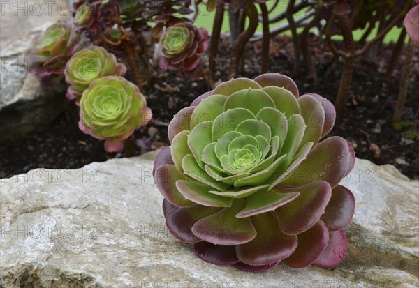 Tree Aeonium (Aeonium arboreum var holochrysum)