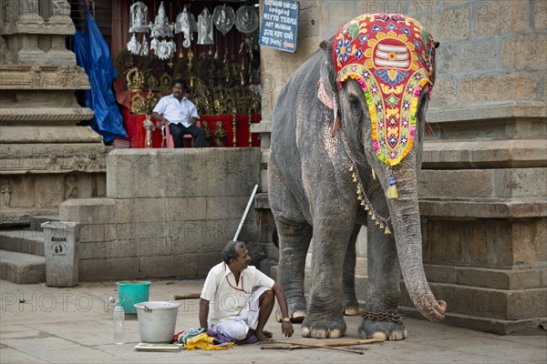 Decorated temple elephant and mahout