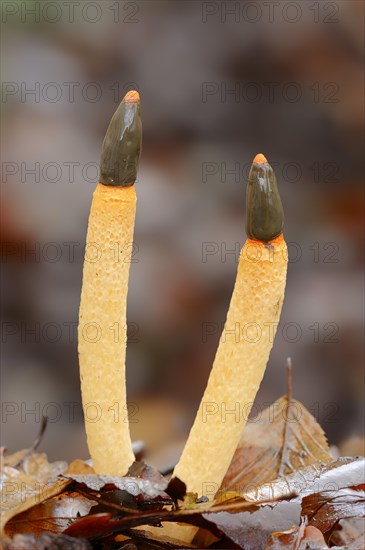 Dog Stinkhorn (Mutinus caninus)