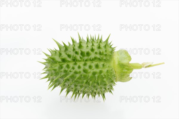 Jimson Weed or Datura (Datura stramonium)