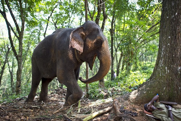 Asian Elephant (Elephas maximus)