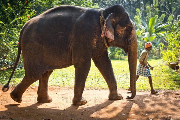 Asian Elephant (Elephas maximus) working elephant and a mahout