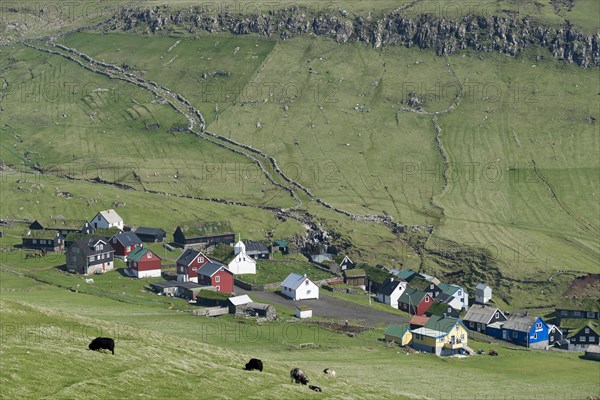 Grazing sheep