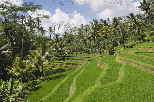 Rice terrace landscape with coconut trees