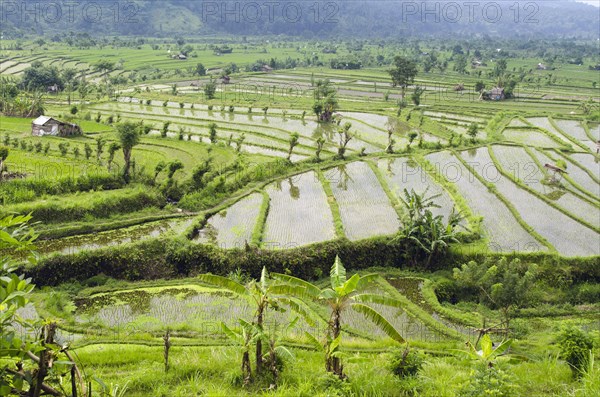 Rice terraces