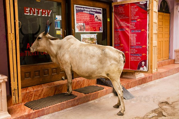 In the streets of Bundi