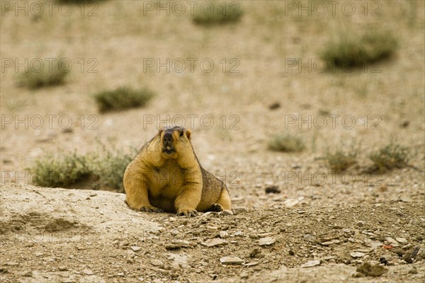 Himalayan Marmot (Marmota Himalayana)