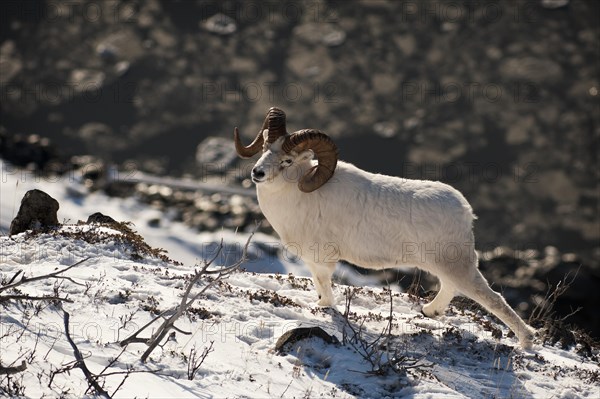 A Dall sheep (Ovis dalli) ram