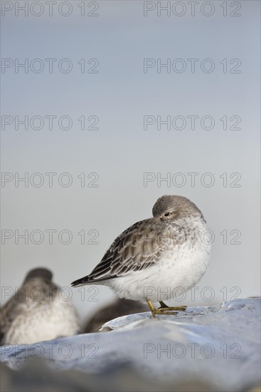 Rock sandpipers (Calidris ptilocnemis)