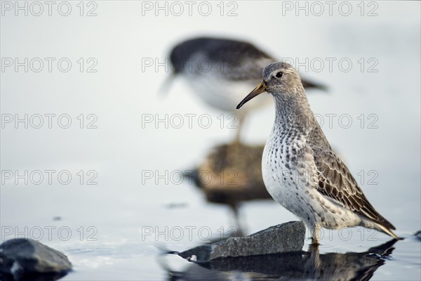 Rock sandpipers (Calidris ptilocnemis)