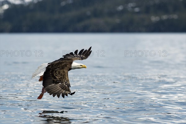 Bald Eagle (Haliaeetus leucocephalus)