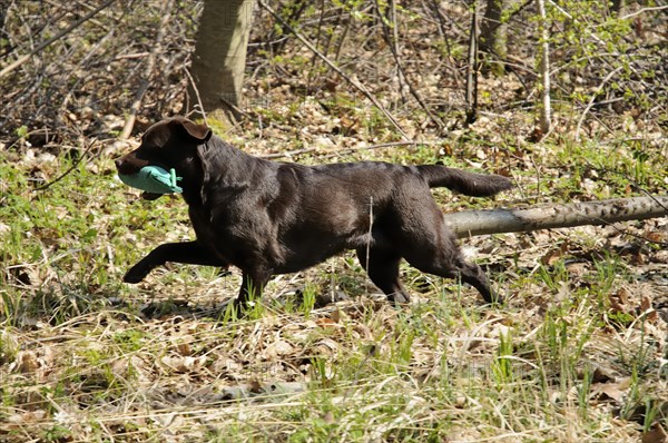 Brown Labrador Retriever carrying a dummy