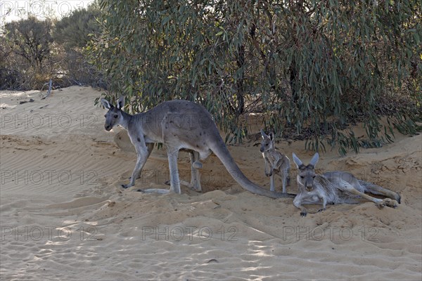 Western Grey Kangaroo (Macropus fuliginosus)