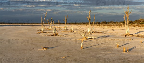 Dead trees