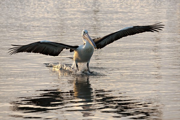 Australian Pelican (Pelecanus conspicillatus) landing on water