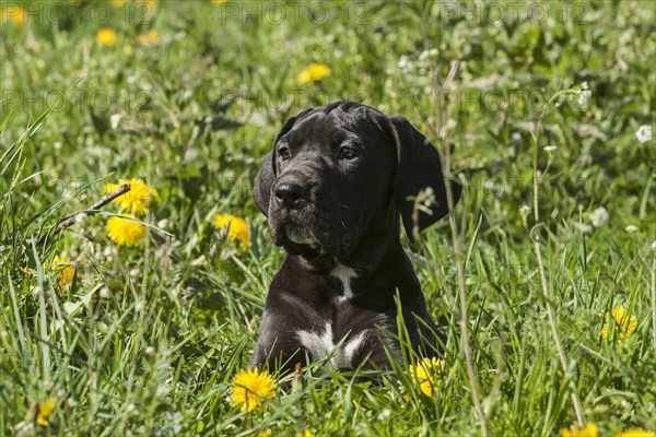 German Mastiff