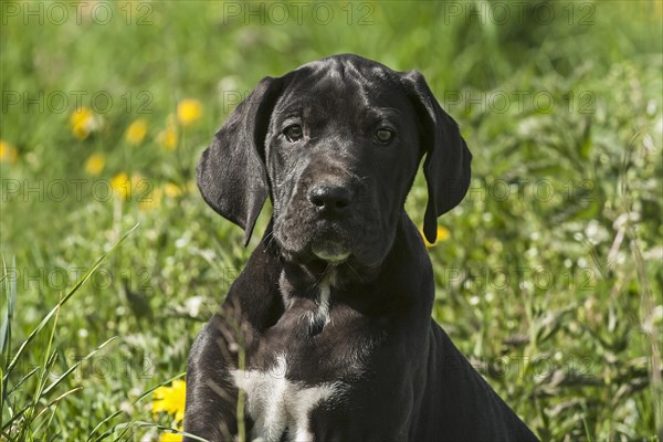 German Mastiff