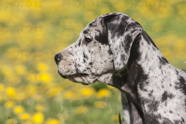 Great Dane